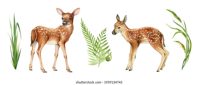 Two forest small deers. Beautiful fawn image. Forest and park wildlife animal set on white background. Watercolor bambi illustration. Wild young deer animal with white back spots, fern, grass elements