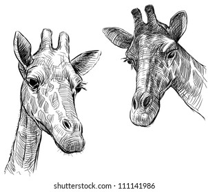 two giraffes
