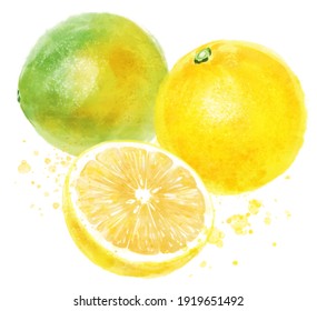 Two and half illustrations of fresh bergamot