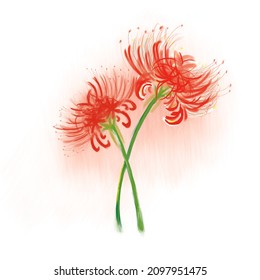 376 Spider lily illustration Images, Stock Photos & Vectors | Shutterstock