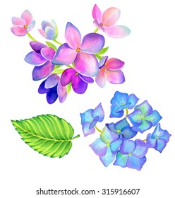 Two Hydrangea Flowers, Isolated On White. Hyper Real Botanical Illustration, Colorful And Detailed. Hortensia Plant.