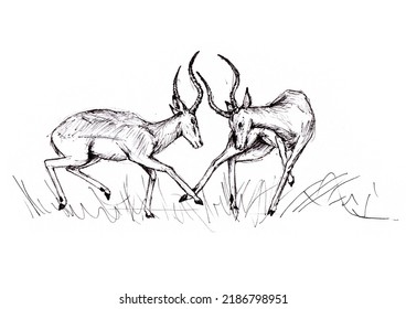 Two Impala Rams Fighting, Pen Sketch