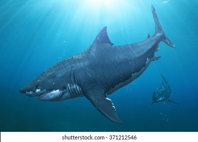 Featured image of post Megalodon Printable Pictures Select from 35429 printable crafts of cartoons animals nature bible and many more