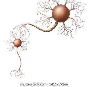 Two Neurons Connecting Through Synapse To Dendrites 