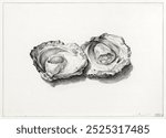 Two opened oysters drawing by Jean Bernard. Vintage Two opened oysters art drawing illustration, old two opened oysters painting art print. Jean Bernard