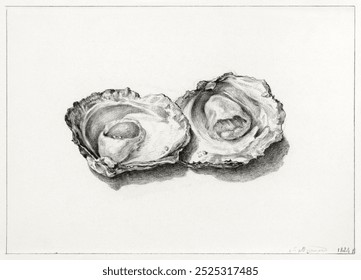 Two opened oysters drawing by Jean Bernard. Vintage Two opened oysters art drawing illustration, old two opened oysters painting art print. Jean Bernard's two opened oysters drawing