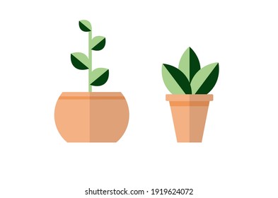 Two Potted Plants Green Leaf Plants