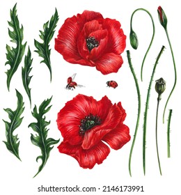 Two red poppy flowers, buds, stems, green leaves. Hand drawn by watercolor isolated on white elements for summer or romantic design poster, print, card, invitation.