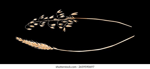 Two separate cereal ear, oat and wheat. Watercolor illustration set isolated on black. Hand painted minimal botanical elements for packaging, farm logos, eco design, or autumn-themed compositions.