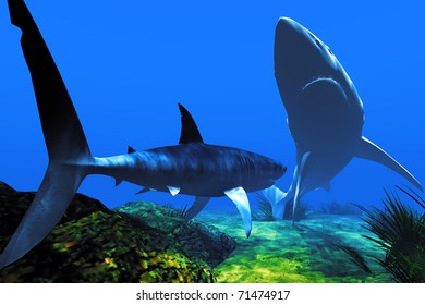 Two sharks in the Caribbean waters