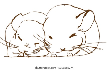 Two sleeping chinchillas snuggling up