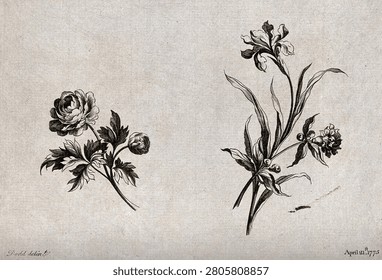 Two sprigs of flowers, including iris and double Narcissus, meant as designs for embroidery. Etching with engraving after W. Kilburn, 1775.. Vintage art illustration.