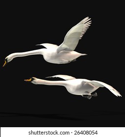 Two Swans Flying With Black Background