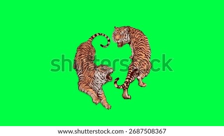 Two tigers in a dynamic pose on a green background. Tigers in action, tigers displaying energy, tigers with vivid stripes. Animal illustration element.
