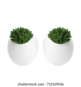 Two topiary trees in the pot isolated on white background. 3D Rendering, Illustration.