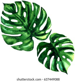 Two Tropical Large Green Leaf Of Exotic Monstera Isolated, Watercolor Illustration On White