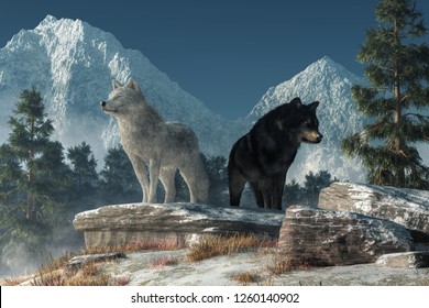 Two wolves stand upon a snow covered rock deep in the North American wilderness looking for prey.  One of the predators is a white coated arctic wolf, the other a black furred gray wolf. 3D Rendering