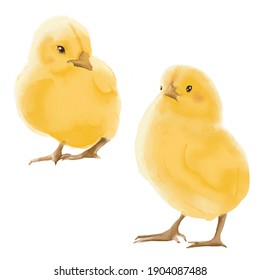 Two yellow watercolor chicken cockerel. High resolution illustration clipart. Farm living. 300 dpi