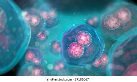 Two-cell embryo, Mitosis under microscope