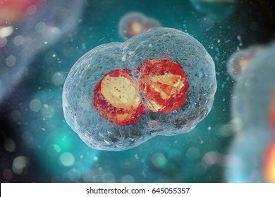 Two-cell Embryo, Mitosis Under Microscope (3D Illustration)