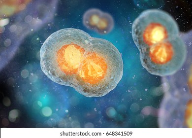 Two-cell embryo, Mitosis under microscope (3D illustration)