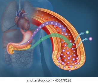 Type 2 diabetes, anatomical image of the human body, highlighting organs such as the stomach and pancreas, the stomach is producing glucose and insulin deficient pancreas.