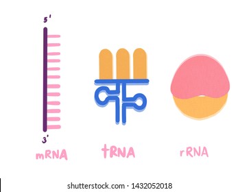 Ribosome Rna Images Stock Photos Vectors Shutterstock