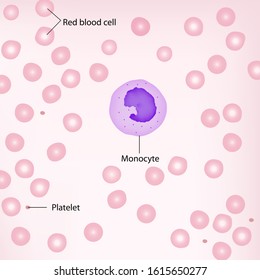 Type Of White Blood Cell Have One Lobe Of Nucleus And Small Granules In Cytoplasm That Called Monocyte With Red Blood Cells And Platelet Background.