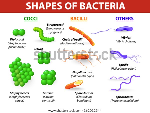 Types Bacteria Bacteria Classified Into 5 Stock ... streptococcal bacteria reproduction diagram 