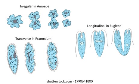 transverse binary fission in paramecium