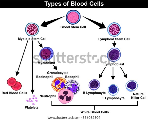 血液細胞幹骨髄リンパ球リンパ芽球リンパ球天然キラー細胞骨髄芽球最新顆粒球好酸球好球好中球赤血球赤血球白血球の種類は 医用血液学教育用の種類 のイラスト素材