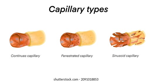 Types of the capillaries. Continues capillary, Fenestrated capillary, Sinusoid capillary are illustrated