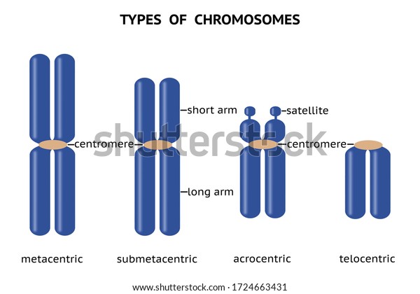 Types Chromosomes Based On Position Centromere Stock Illustration