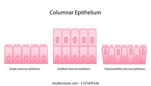 Types Of Columnar Epithelial Cells Include Simple, Pseudo  And Stratified Epithelium Isolated On White Background.