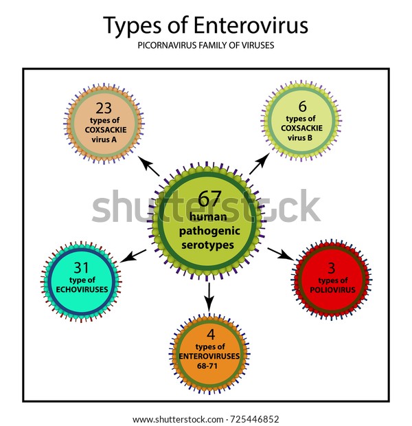 Types Enterovirus Coxsackie Virus B Poliomyelitis: ภาพประกอบสต็อก ...