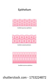 Types Of Epithelial Cell Have Many Layers That Called Stratified Including Squamous, Cuboildal And Columnar Epithelium.