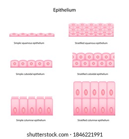 Types Of Epithelial Cells Include Simple And Stratified Layerd, Squamous, Cuboil And Columnar Epithelium Isolated On White Background.