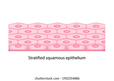 Types Of Epithelium Cell Shows Flat Shape Of Cell, Oval Nucleus On Basement Membrane And Many Layers Of Cell Called Stratified Squamous With White Background.