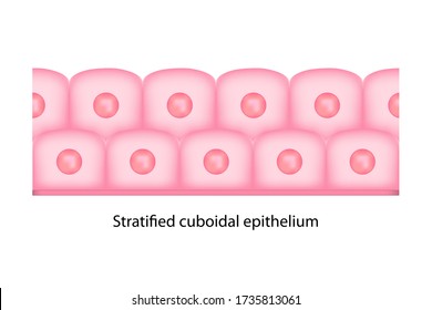 Types Of Epithelium Cell Shows Squa Shape Of Cell, Round Nucleus On Basement Membrane And Many Layers Of Cell Called Stratified Cuboildal With White Background.