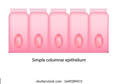 Types Of Epithelium Cell Shows Tall Shape Of Cell, Oval Nucleus On Basement Membrane And Ciliated Cell With White Background.