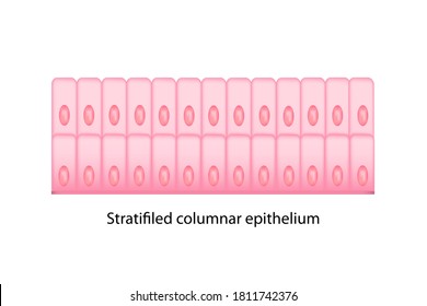 Types Of Epithelium Cell Shows Tall Shape Of Cell, Oval Nucleus On Basement Membrane And Many Layers Of Cell Called Stratified Columnar With White Background.