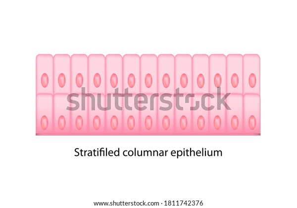 Types Epithelium Cell Shows Tall Shape Stock Illustration 1811742376 ...