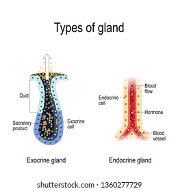 Types of gland. Anatomy of an Endocrine and exocrine glands. different of glands secretion. cross-section. diagram for educational, medical, biological and science use