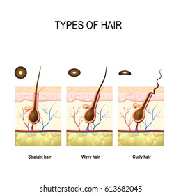 Kinky Hair Disease Images Stock Photos Vectors Shutterstock