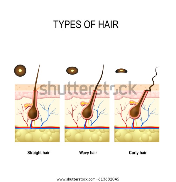 Types Hair Straight Wavy Kinky Cross Stock Illustration 613682045