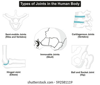 Types of Human Body Joints Anatomy including semi-mobile cartilagenous immovable hinged ball and socket for ribs vertebra skull elbow hip for medical education and health care