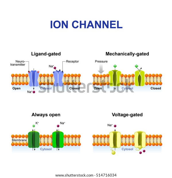 Types of ion channel. Classification by gating.\
mechanism of action. Voltage-Gated, Ligand-gated,\
Mechanically-gated and Always open ion\
channels