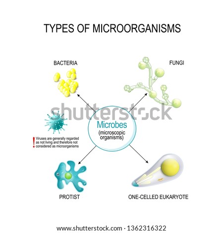 Types of Microorganisms. Classification of microbes and pathogens. Bacteria (Staphylococcus), fungi (Candida), one-celled eukaryote (toxoplasma), and protist (amoeba)