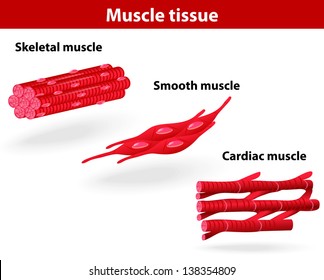 Types Of Muscle Tissue. Skeletal Muscle, Smooth Muscle, Cardiac Muscle. Scheme 