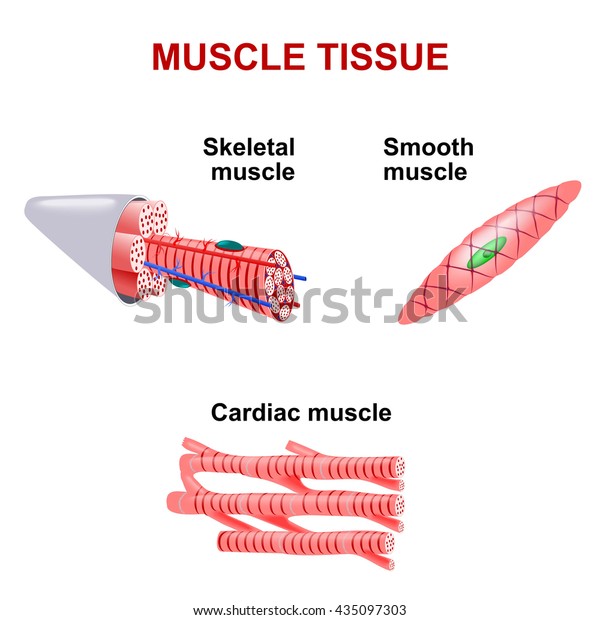 Types Muscle Tissue Skeletal Smooth Cardiac Stock Illustration ...